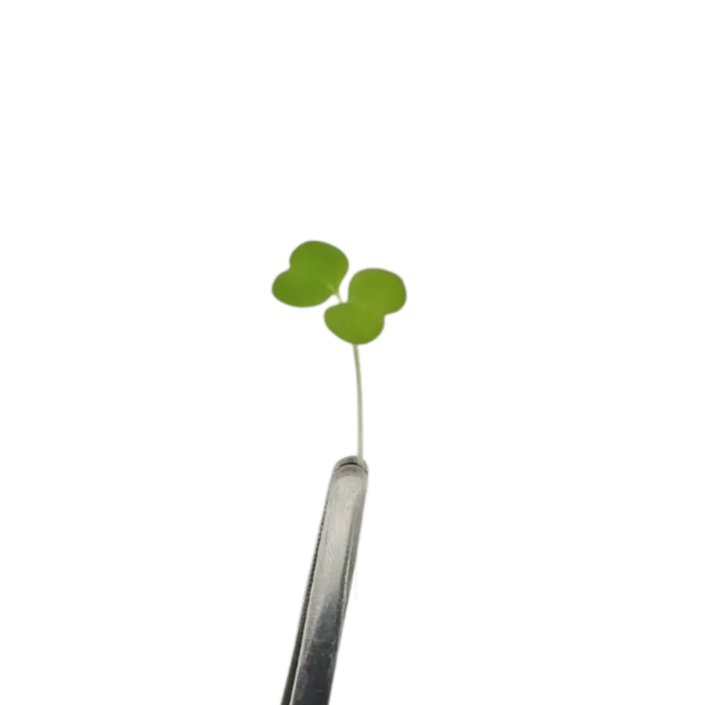 Arugula