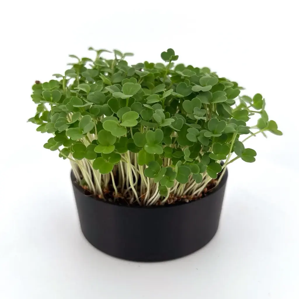 Arugula