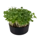 Arugula