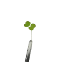 Arugula