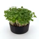 Awesome Arugula