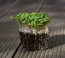 Awesome Arugula