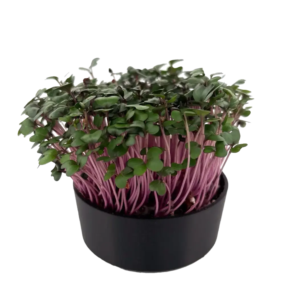 Red Cabbage