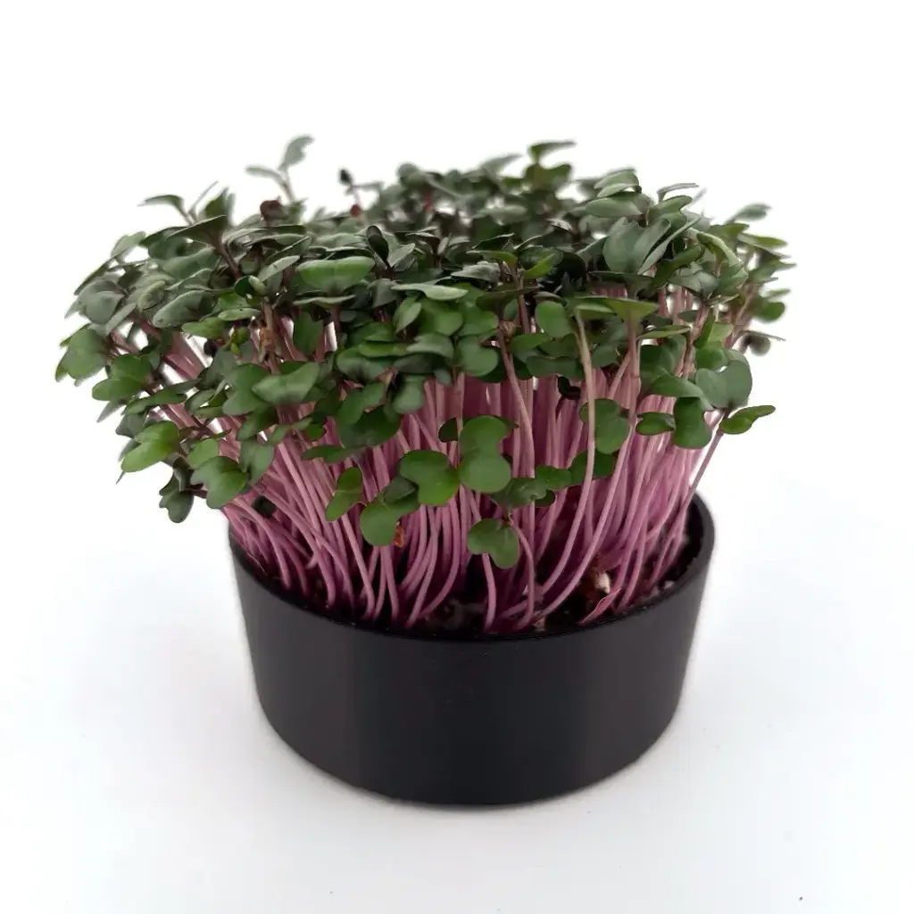 Red Cabbage