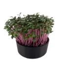 Red Cabbage