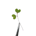 Red Cabbage