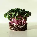 Royal Red Cabbage