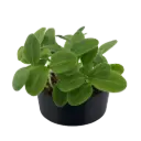 Borage