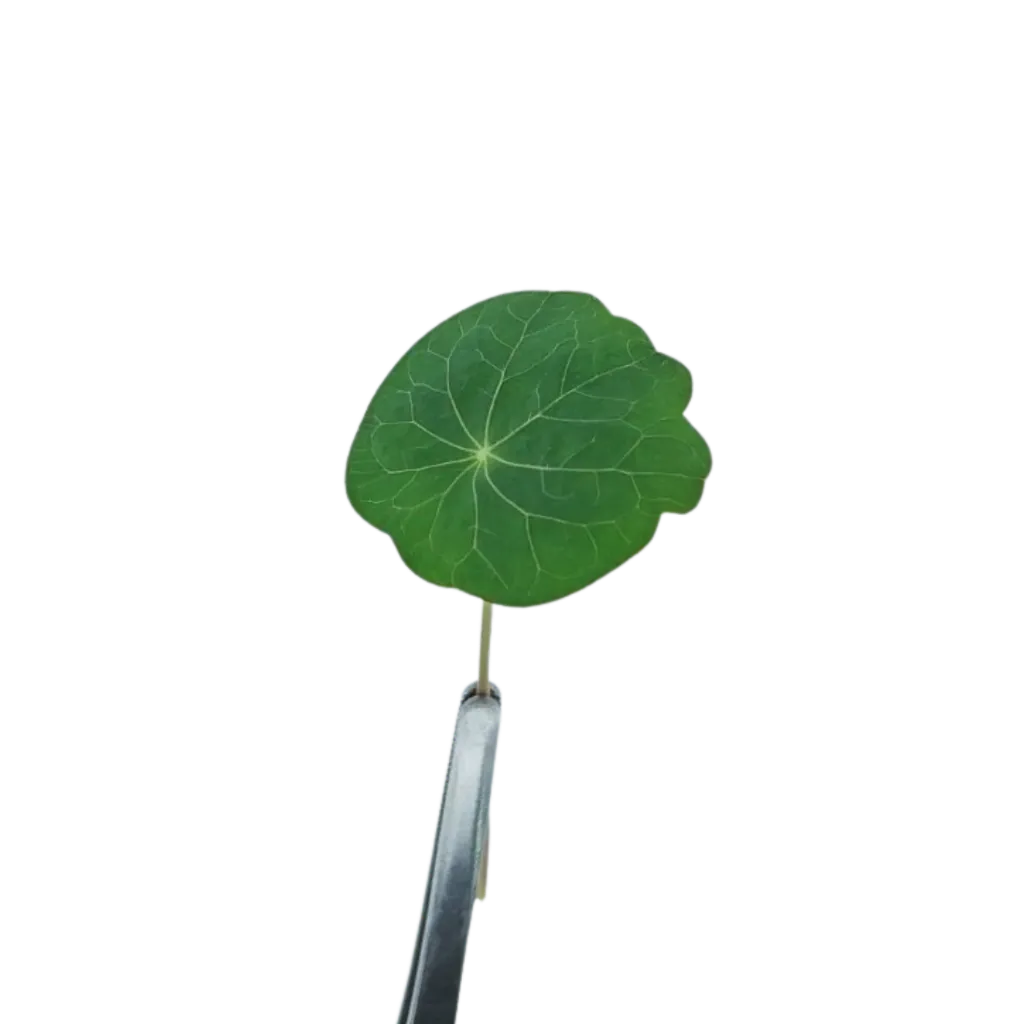 Nasturtium