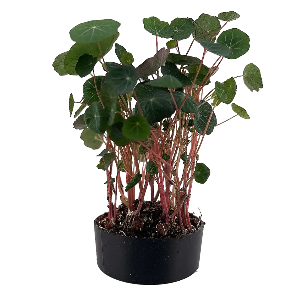 Nasturtium