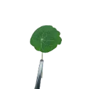 Nasturtium
