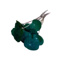 Nasturtium