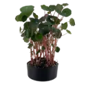 Nasturtium