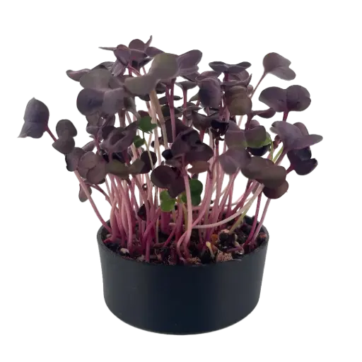 Red Radish