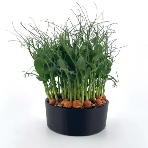 Pea Tendril