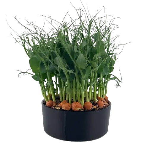 Pea Tendril