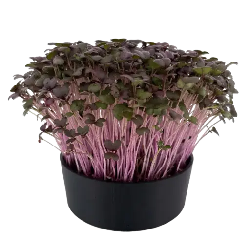 Red Mustard