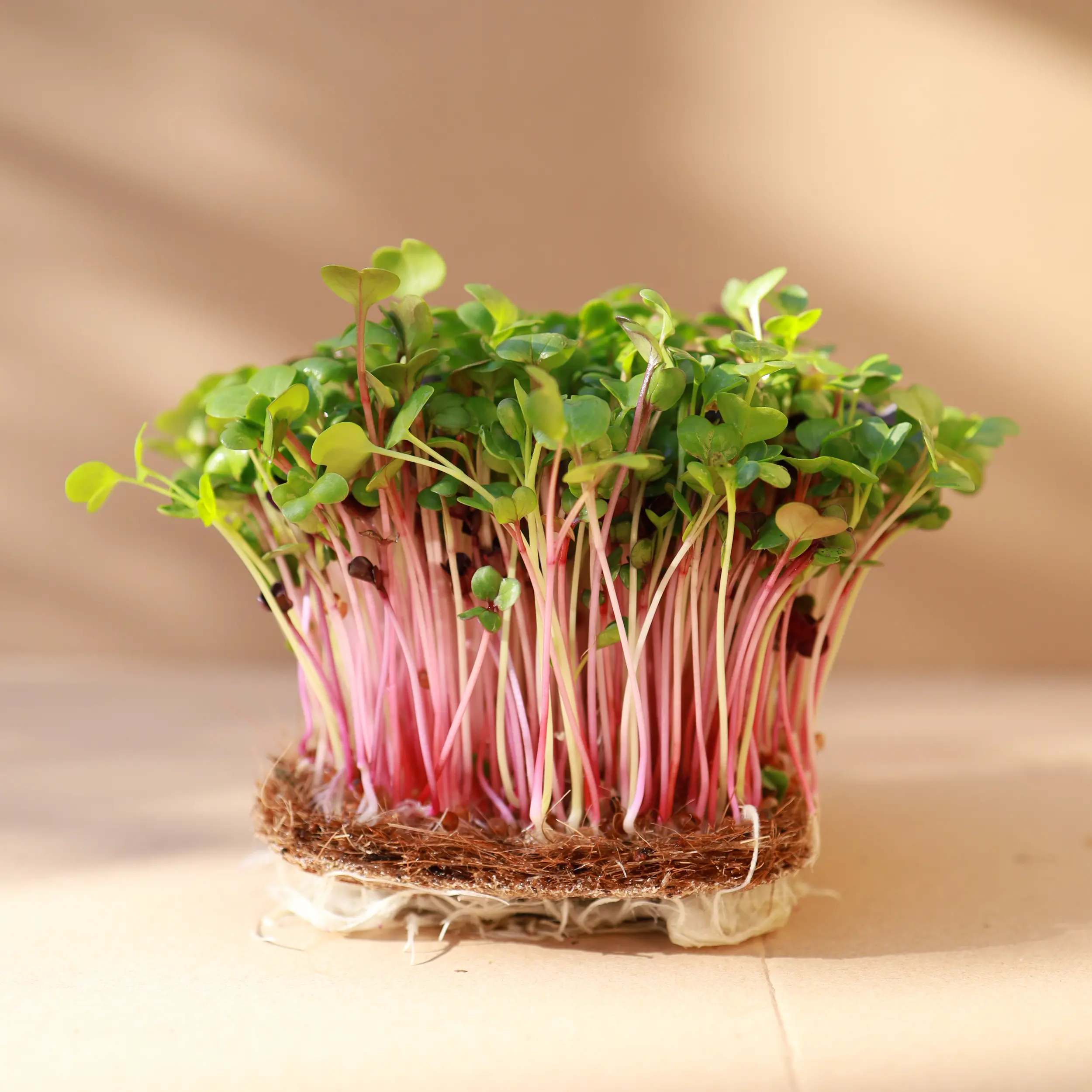 China Rose Radish