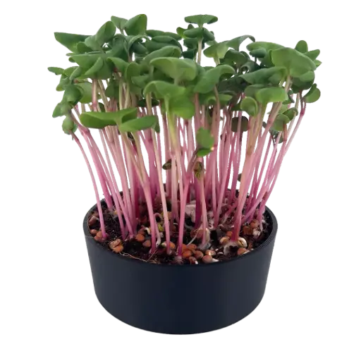 Pink Radish
