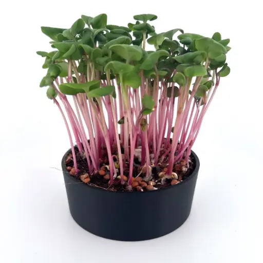 Rose Radish