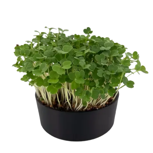 Arugula