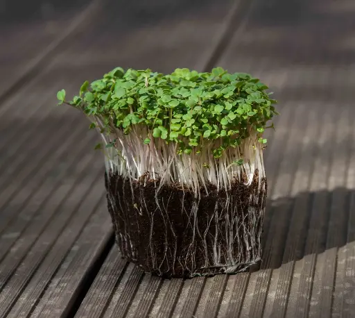 Awesome Arugula