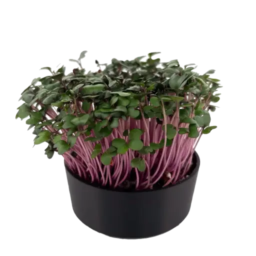 Red Cabbage