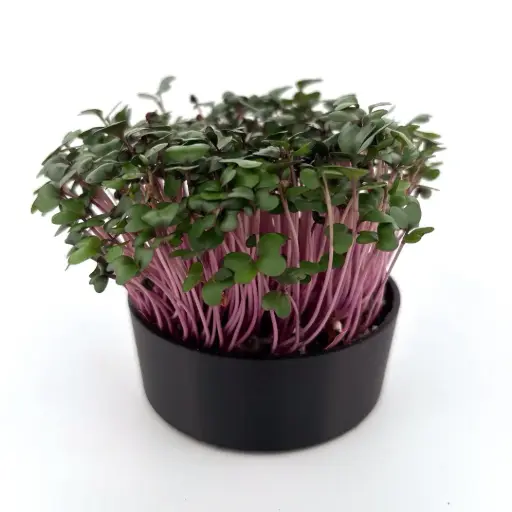 Red Cabbage