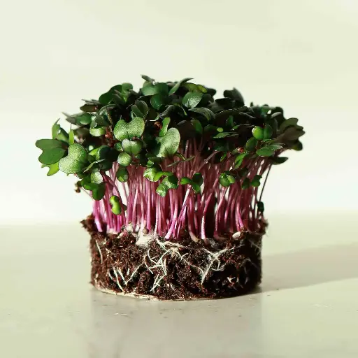 Royal Red Cabbage