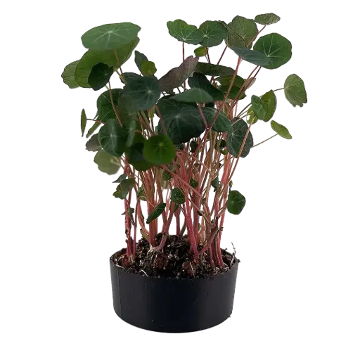 Nasturtium