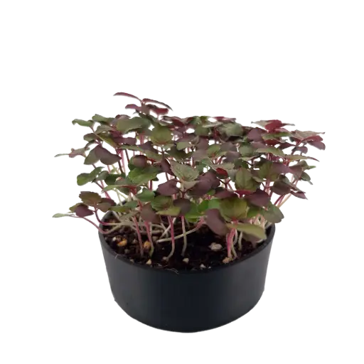 Shiso Bicolor